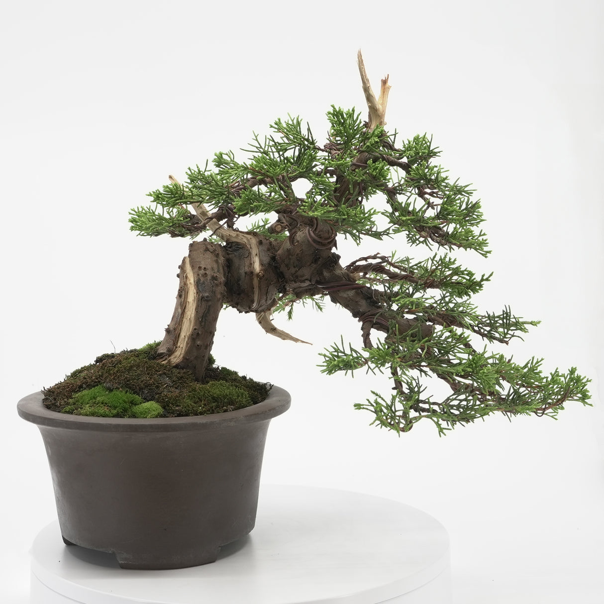 真柏 加瀬 NO.001|小品盆栽