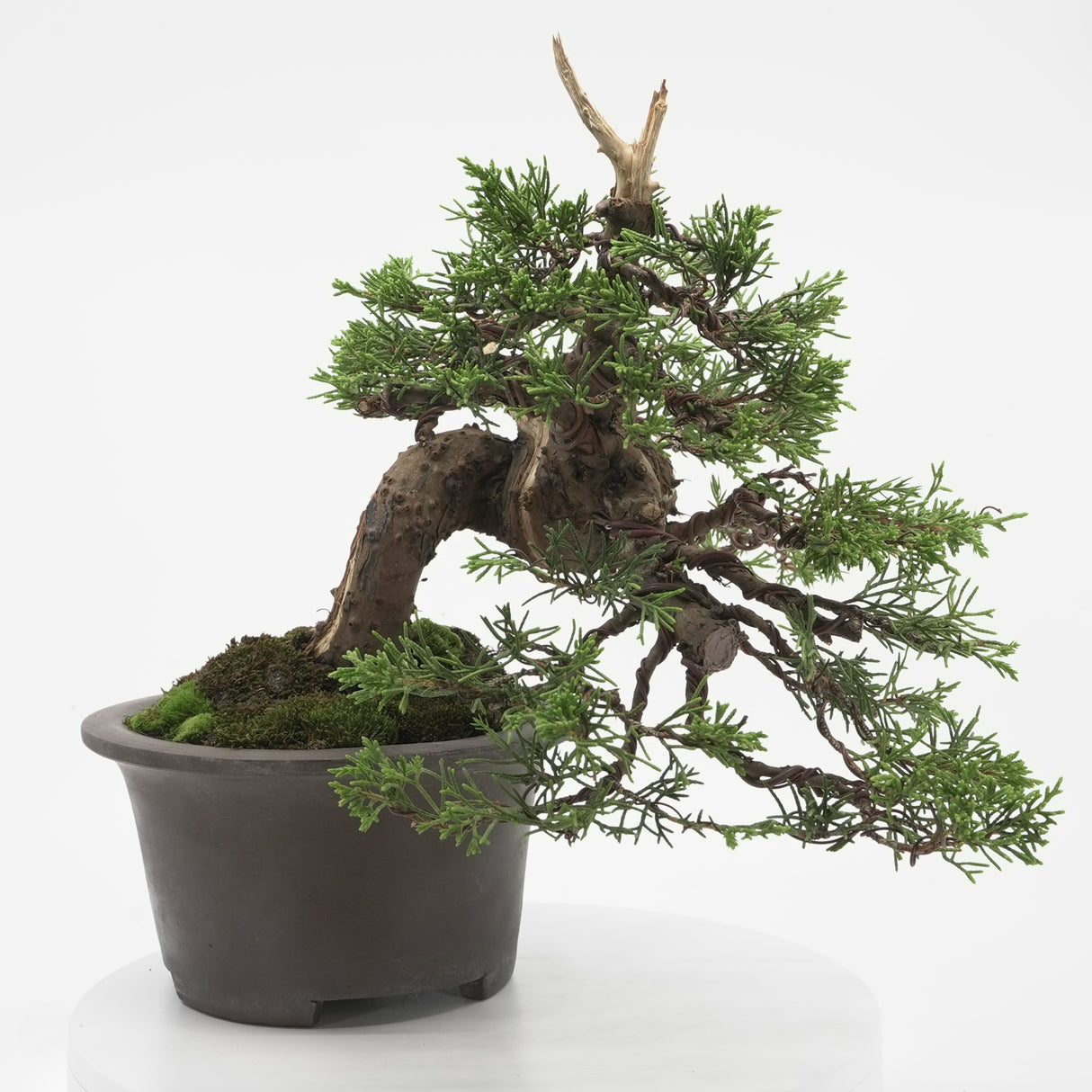 真柏 加瀬 NO.001|小品盆栽