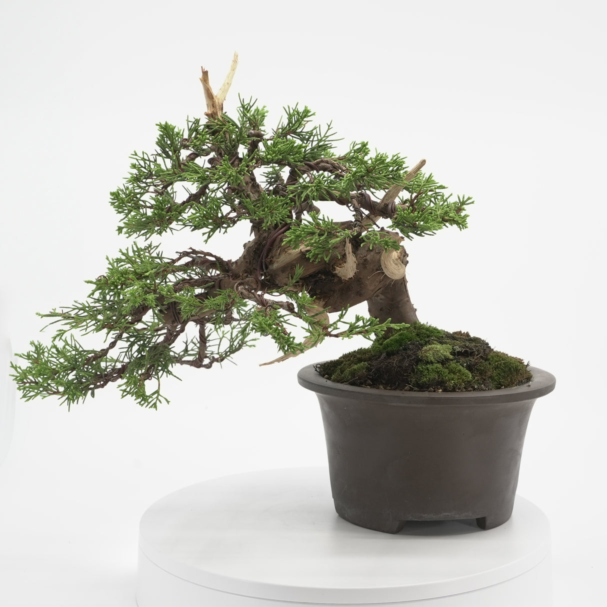 真柏 加瀬 NO.001|小品盆栽