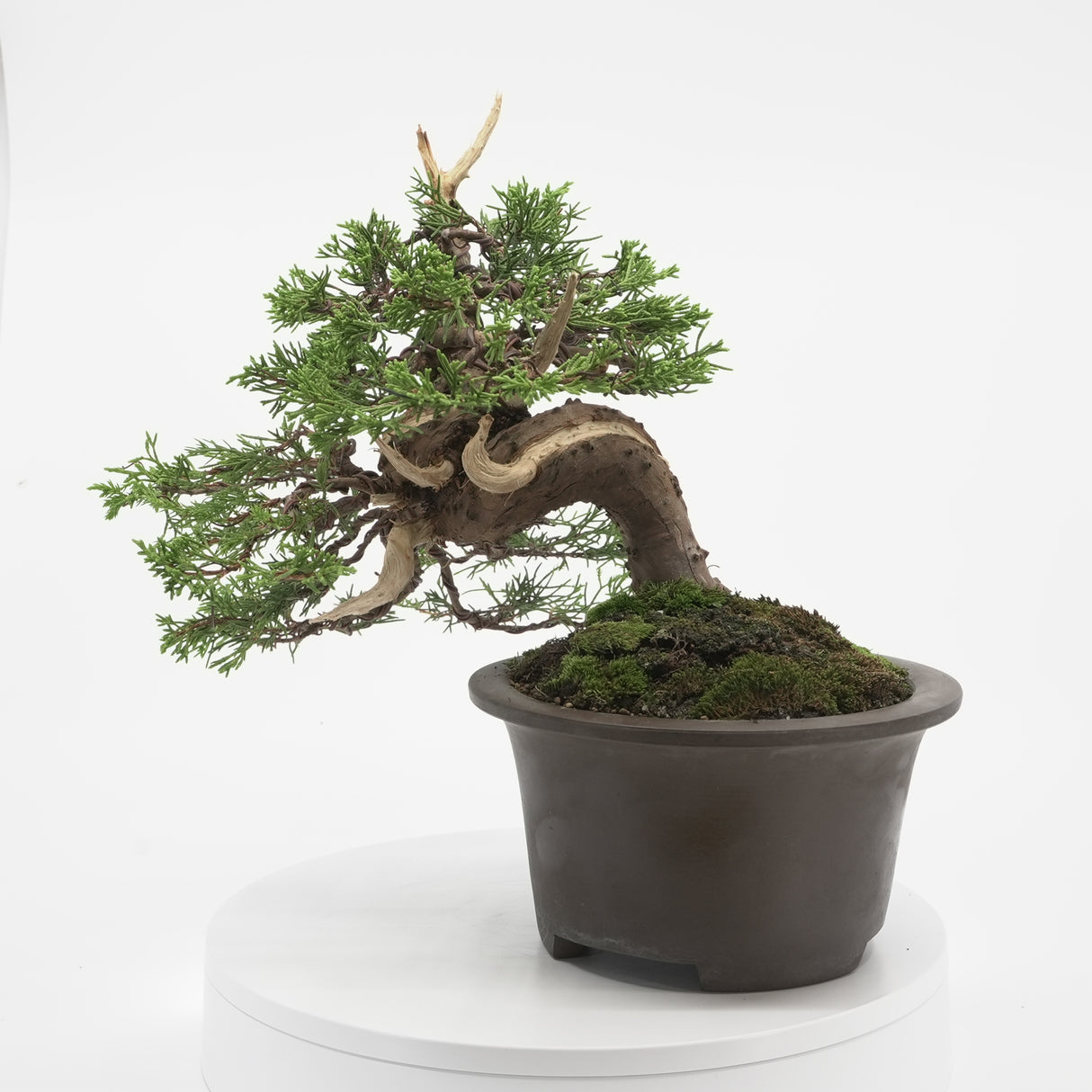 真柏 加瀬 NO.001|小品盆栽