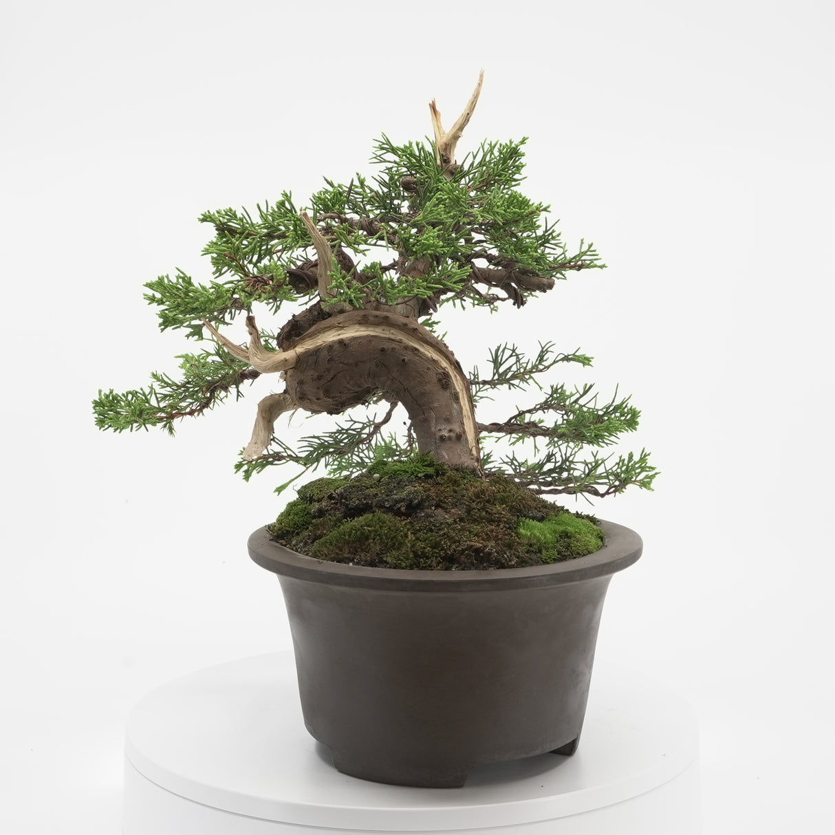 真柏 加瀬 NO.001|小品盆栽