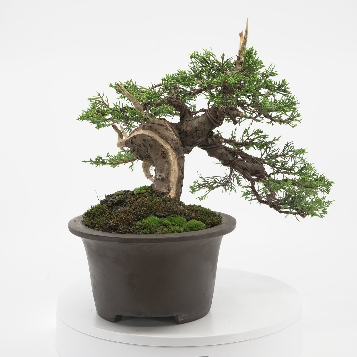 真柏 加瀬 NO.001|小品盆栽