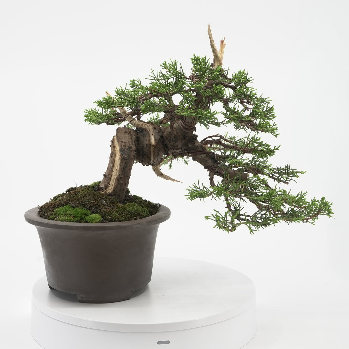 真柏 加瀬 NO.001|小品盆栽