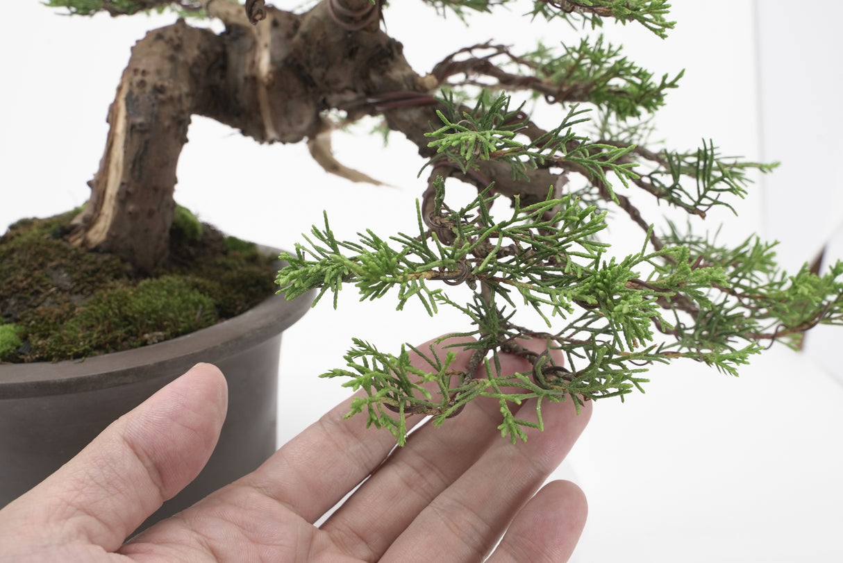 真柏 加瀬 NO.001|小品盆栽