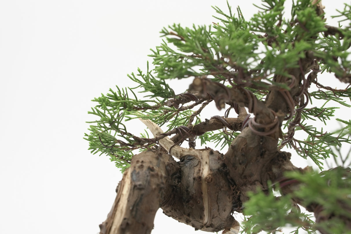 真柏 加瀬 NO.001|小品盆栽