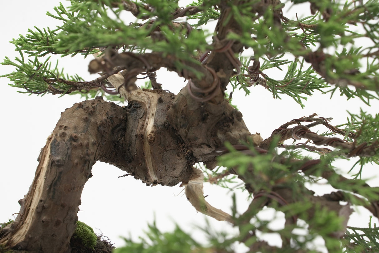 真柏 加瀬 NO.001|小品盆栽