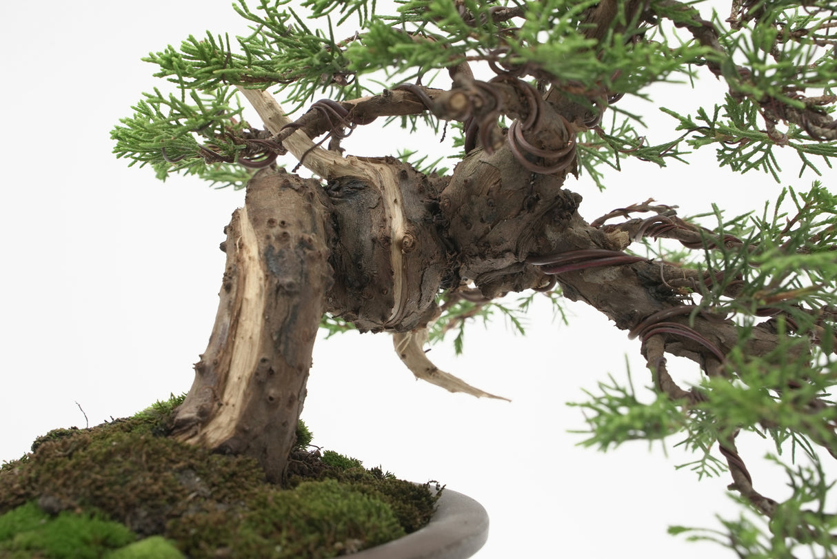 真柏 加瀬 NO.001|小品盆栽