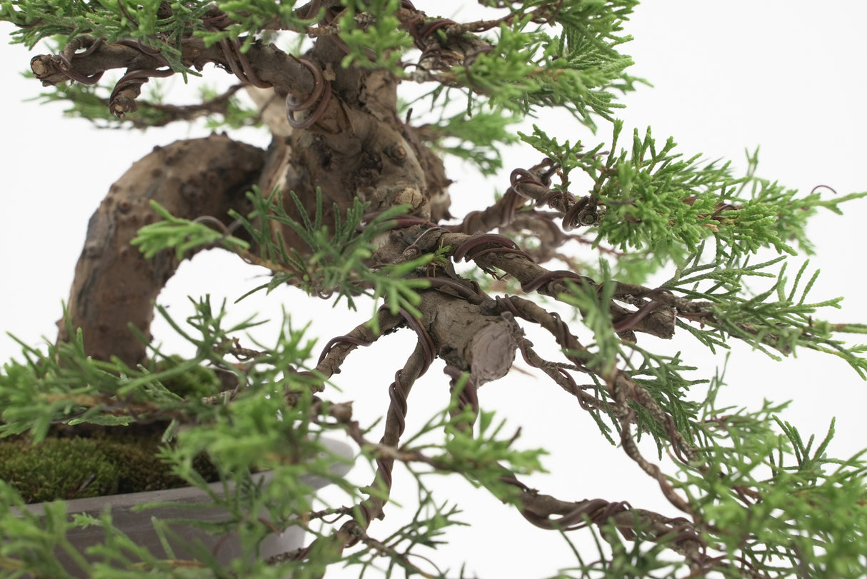 真柏 加瀬 NO.001|小品盆栽