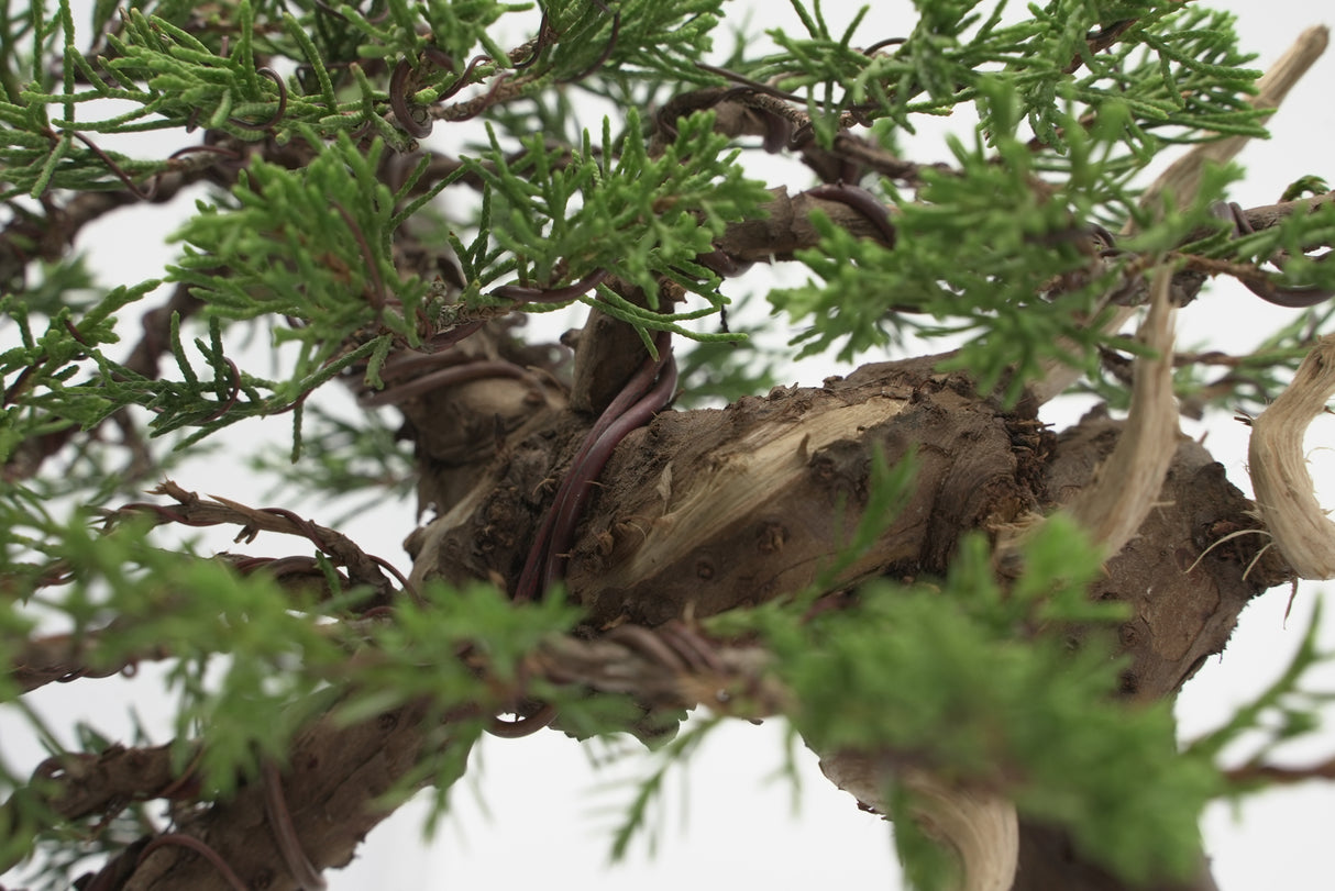 真柏 加瀬 NO.001|小品盆栽