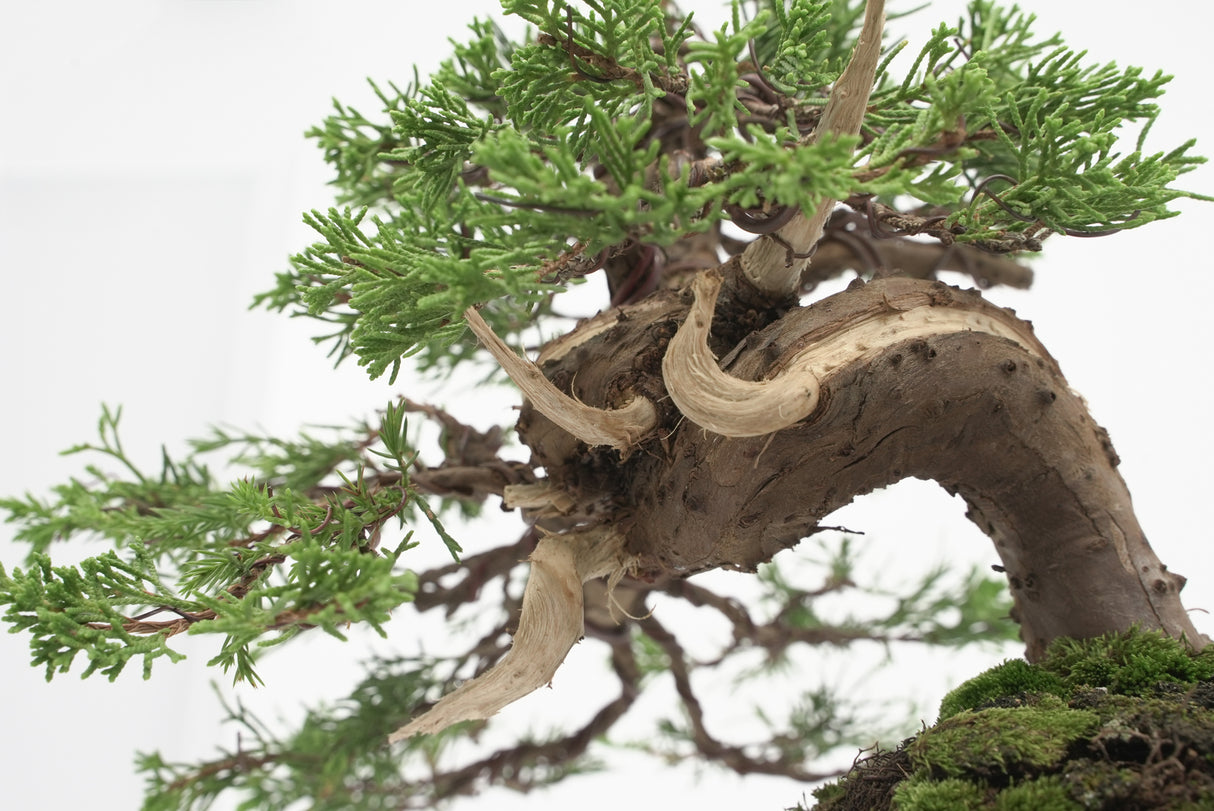 真柏 加瀬 NO.001|小品盆栽