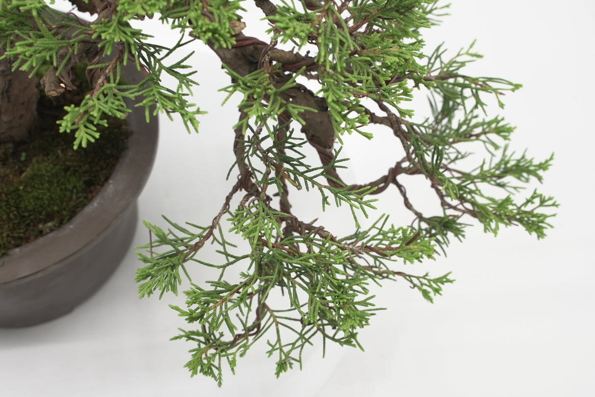 真柏 加瀬 NO.001|小品盆栽