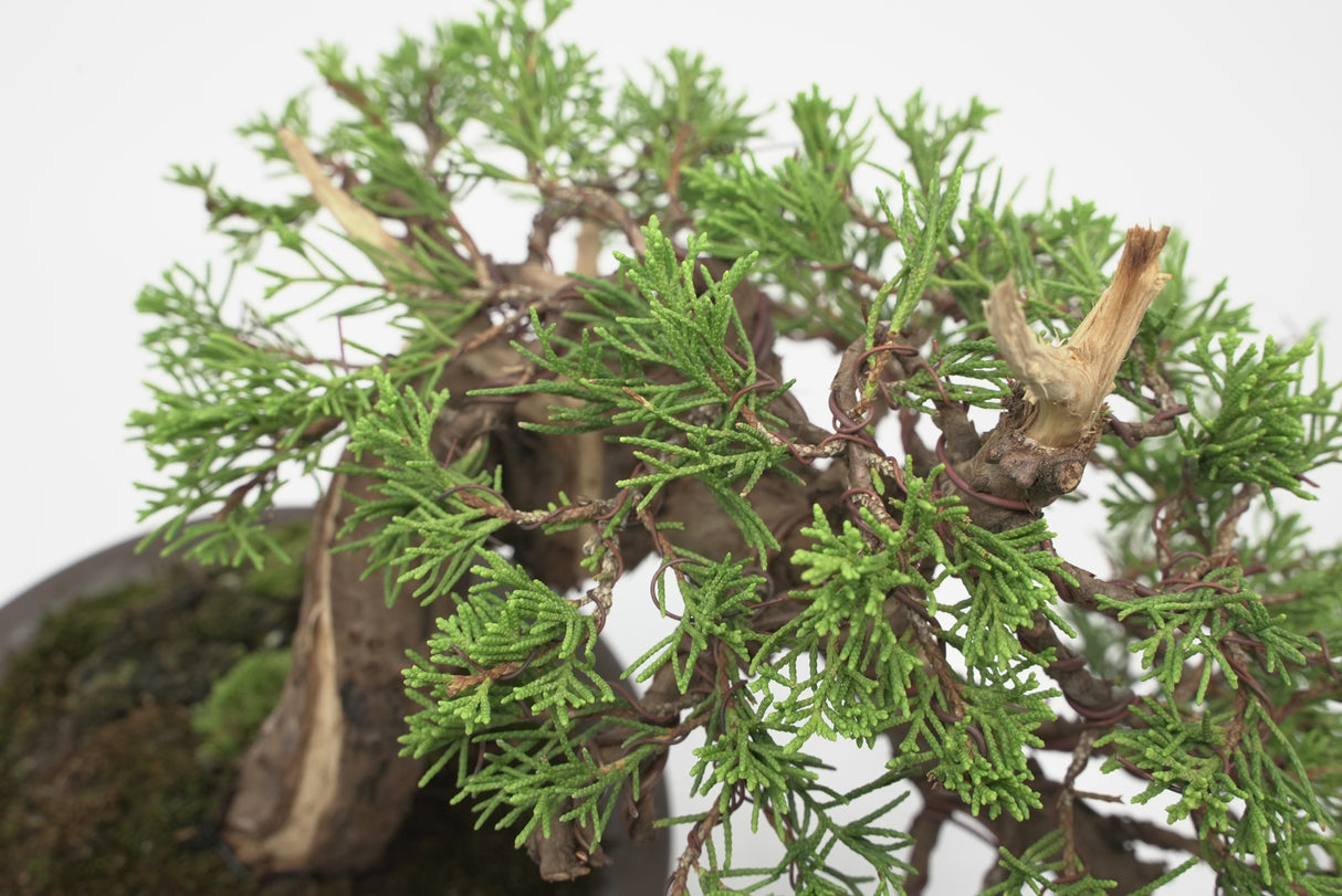 真柏 加瀬 NO.001|小品盆栽