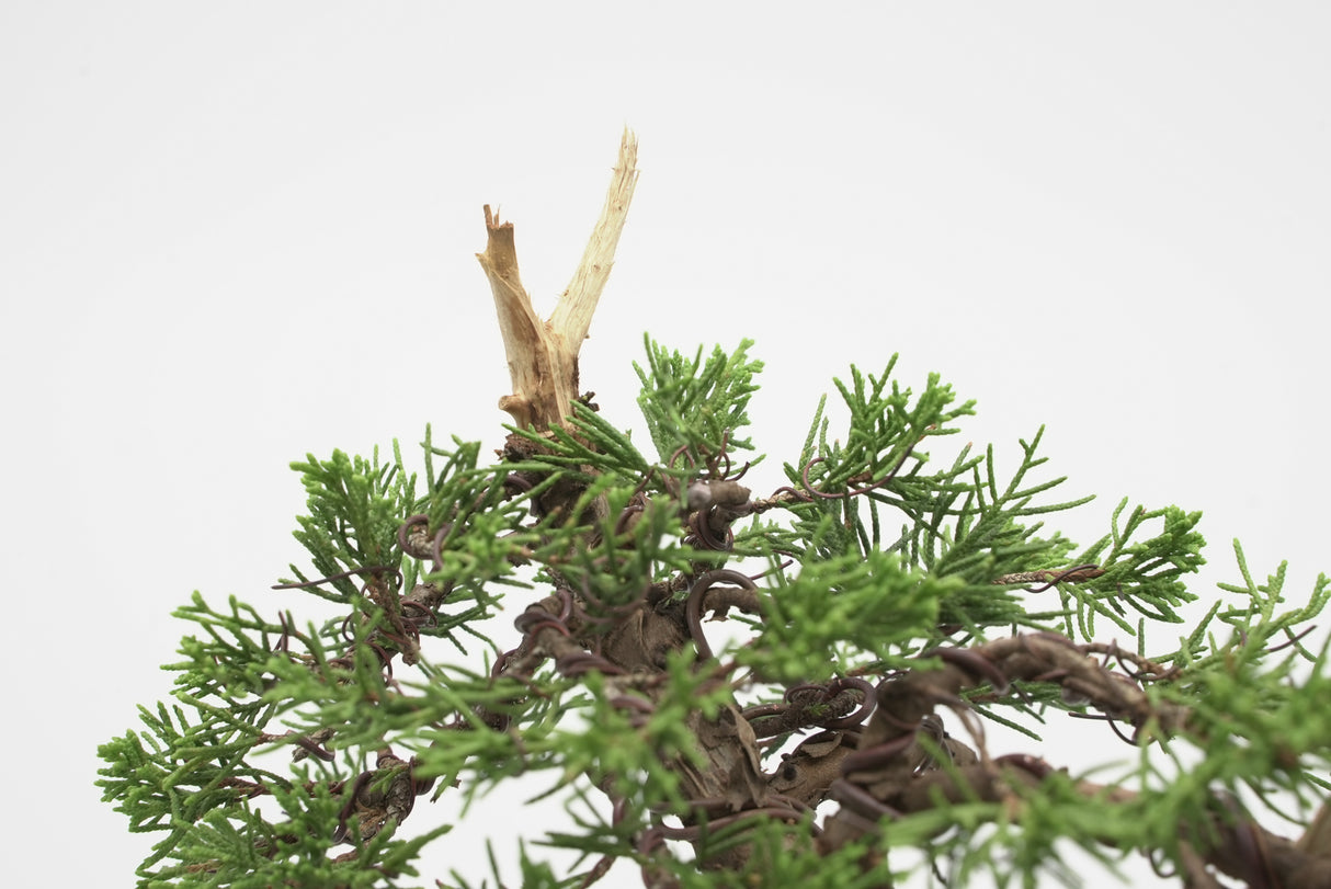 真柏 加瀬 NO.001|小品盆栽