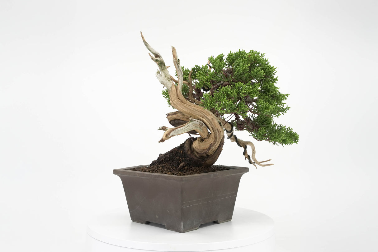 真柏 平松 No.011|小品盆栽