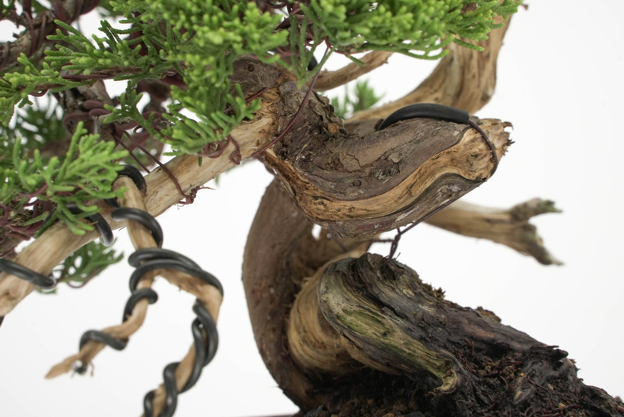 真柏 平松 No.011|小品盆栽