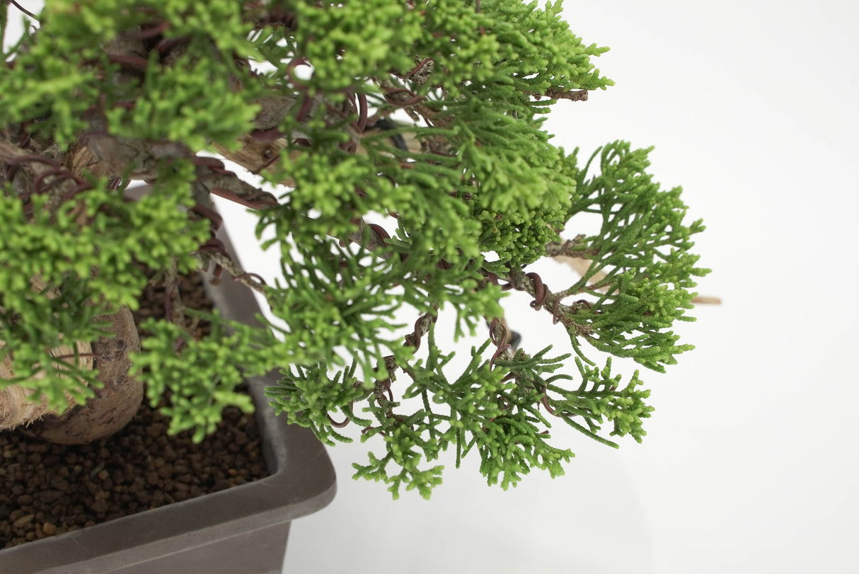 真柏 平松 No.011|小品盆栽