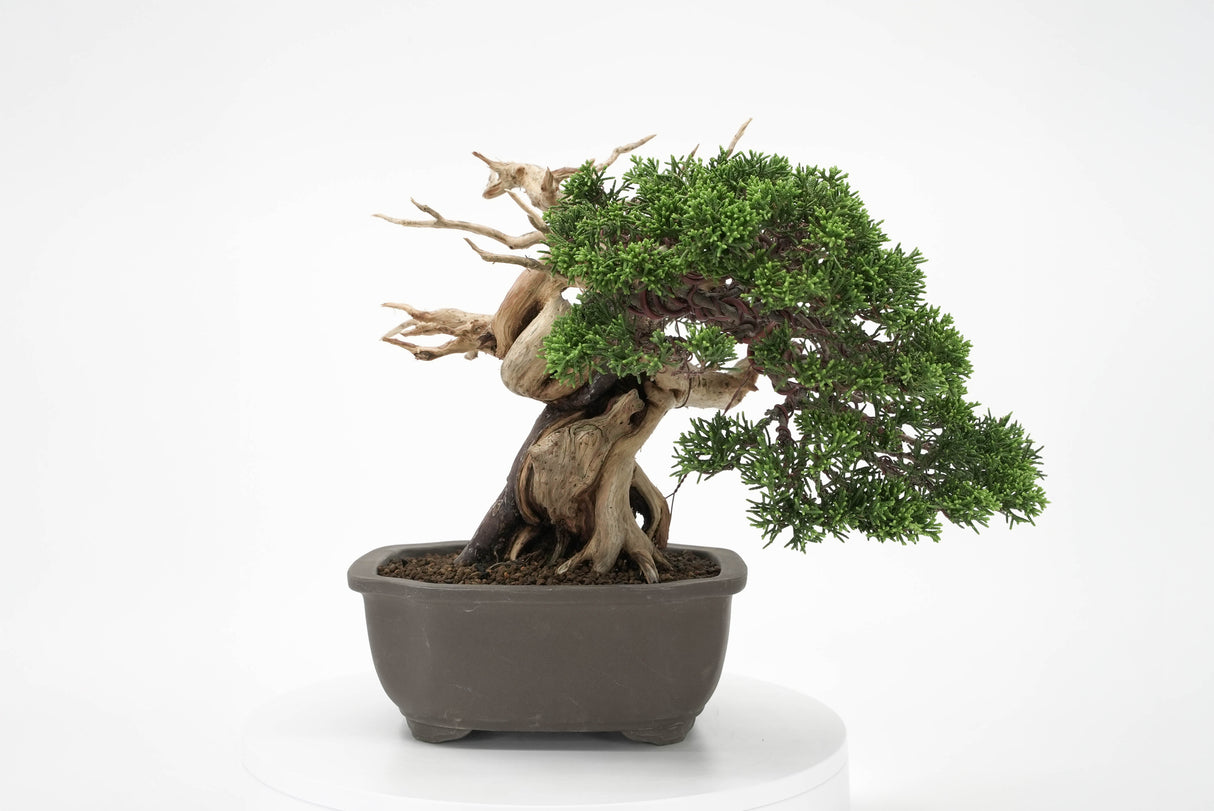 真柏 平松 No.012|小品盆栽