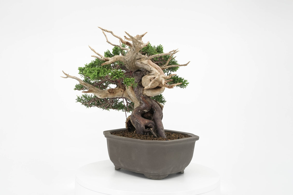 真柏 平松 No.012|小品盆栽