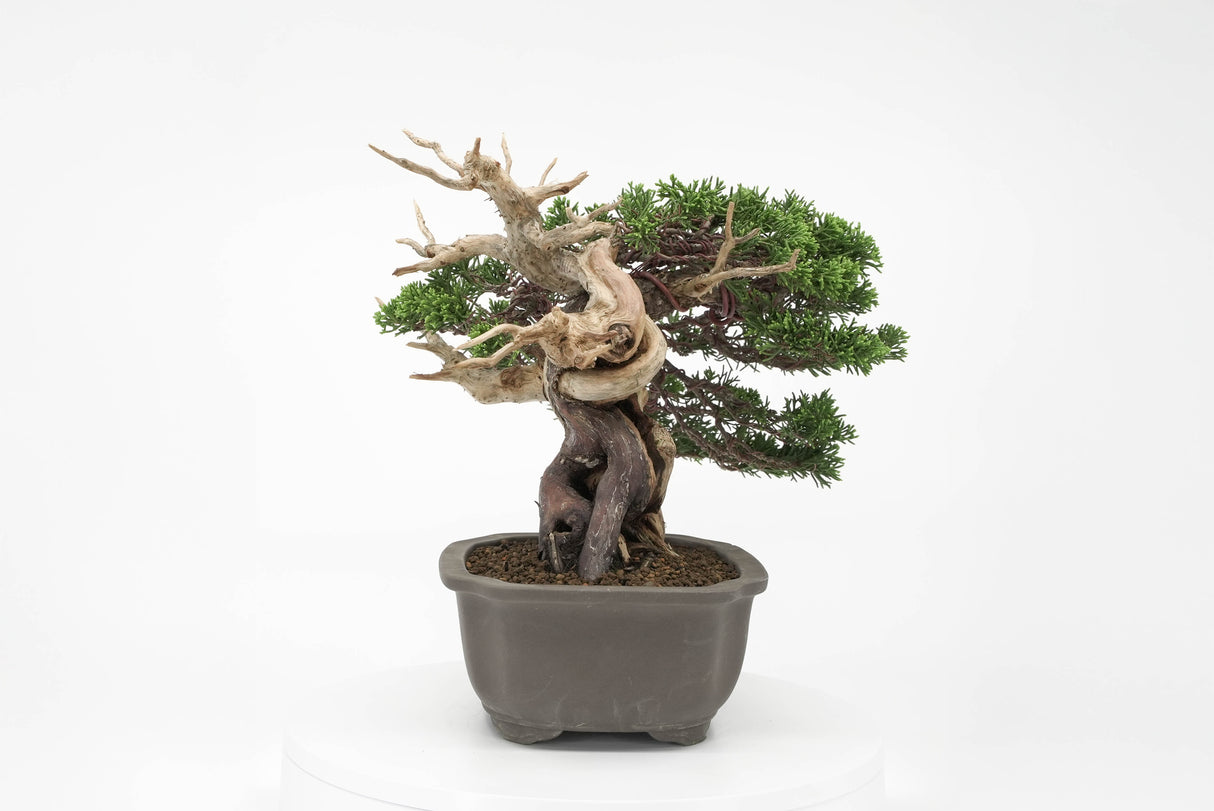 真柏 平松 No.012|小品盆栽