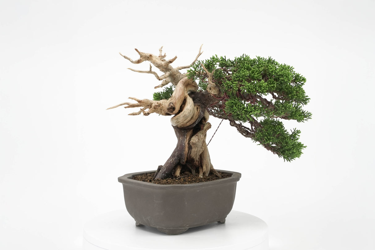 真柏 平松 No.012|小品盆栽