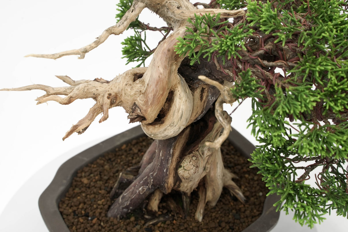 真柏 平松 No.012|小品盆栽