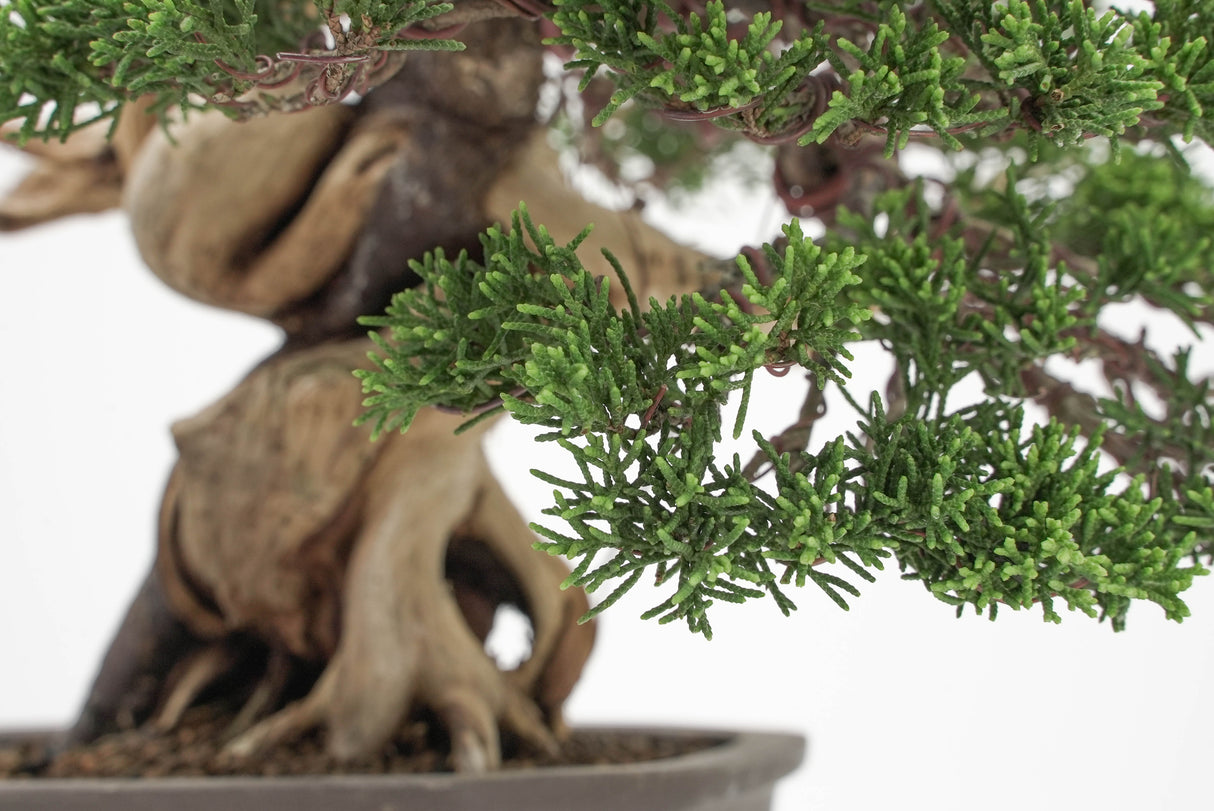 真柏 平松 No.012|小品盆栽