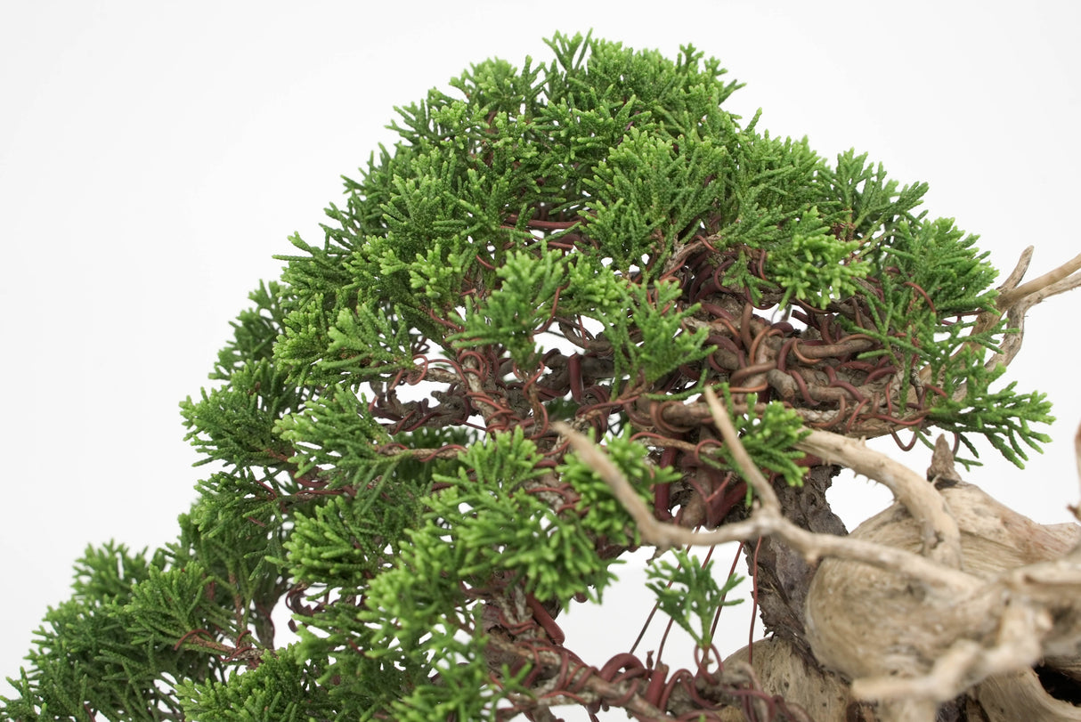 真柏 平松 No.012|小品盆栽