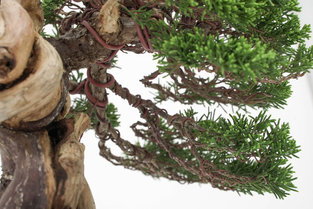 真柏 平松 No.012|小品盆栽