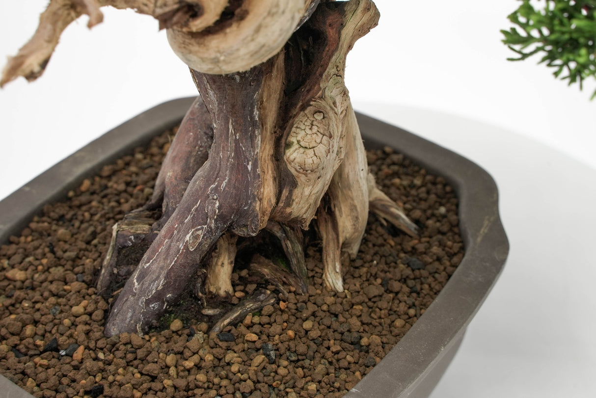 真柏 平松 No.012|小品盆栽