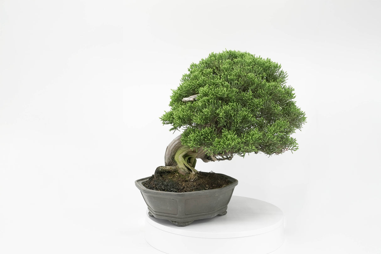 真柏 平松 No.013|小品盆栽