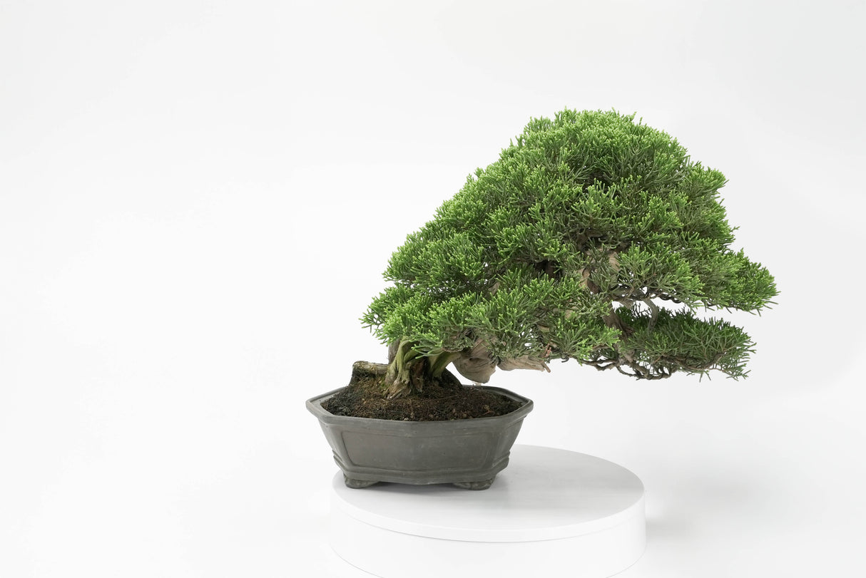 真柏 平松 No.013|小品盆栽