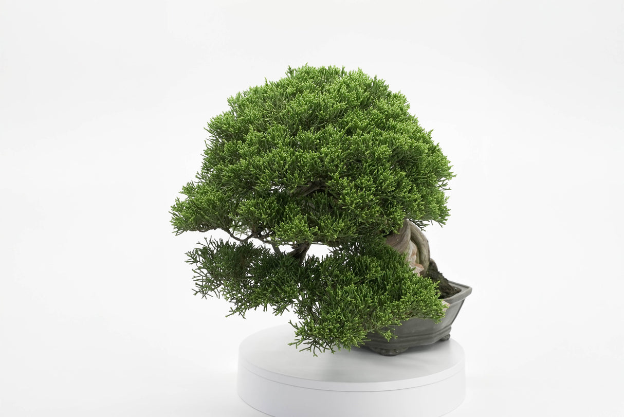 真柏 平松 No.013|小品盆栽