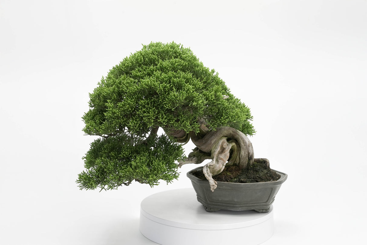 真柏 平松 No.013|小品盆栽