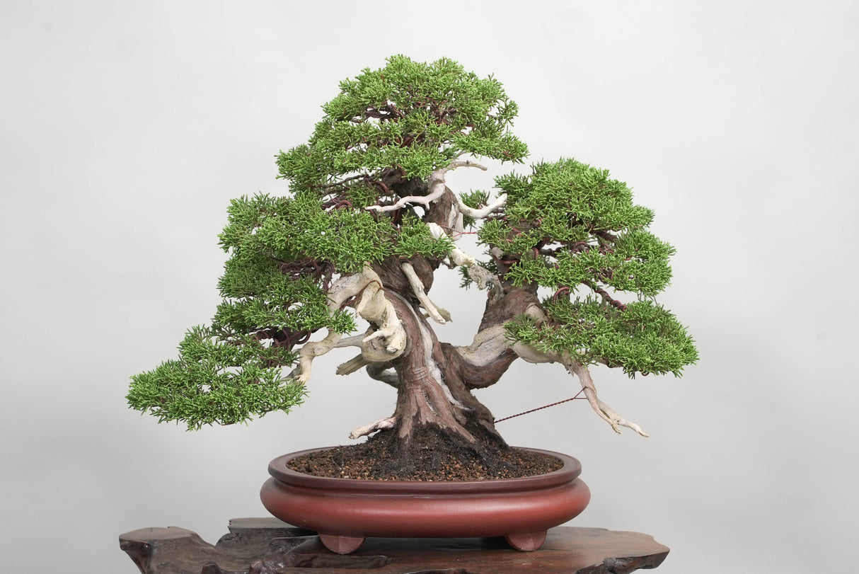 真柏 平松 No.014|小品盆栽