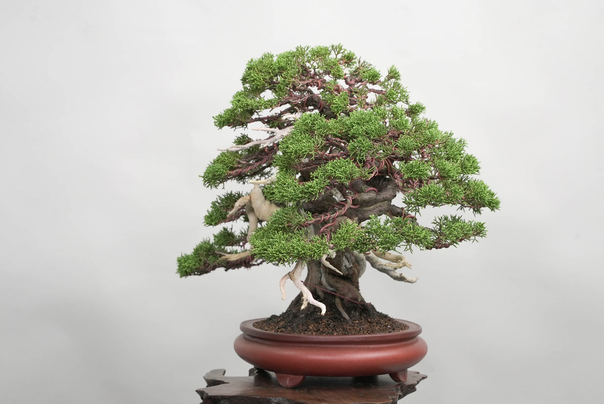 真柏 平松 No.014|小品盆栽