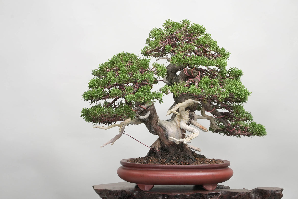 真柏 平松 No.014|小品盆栽