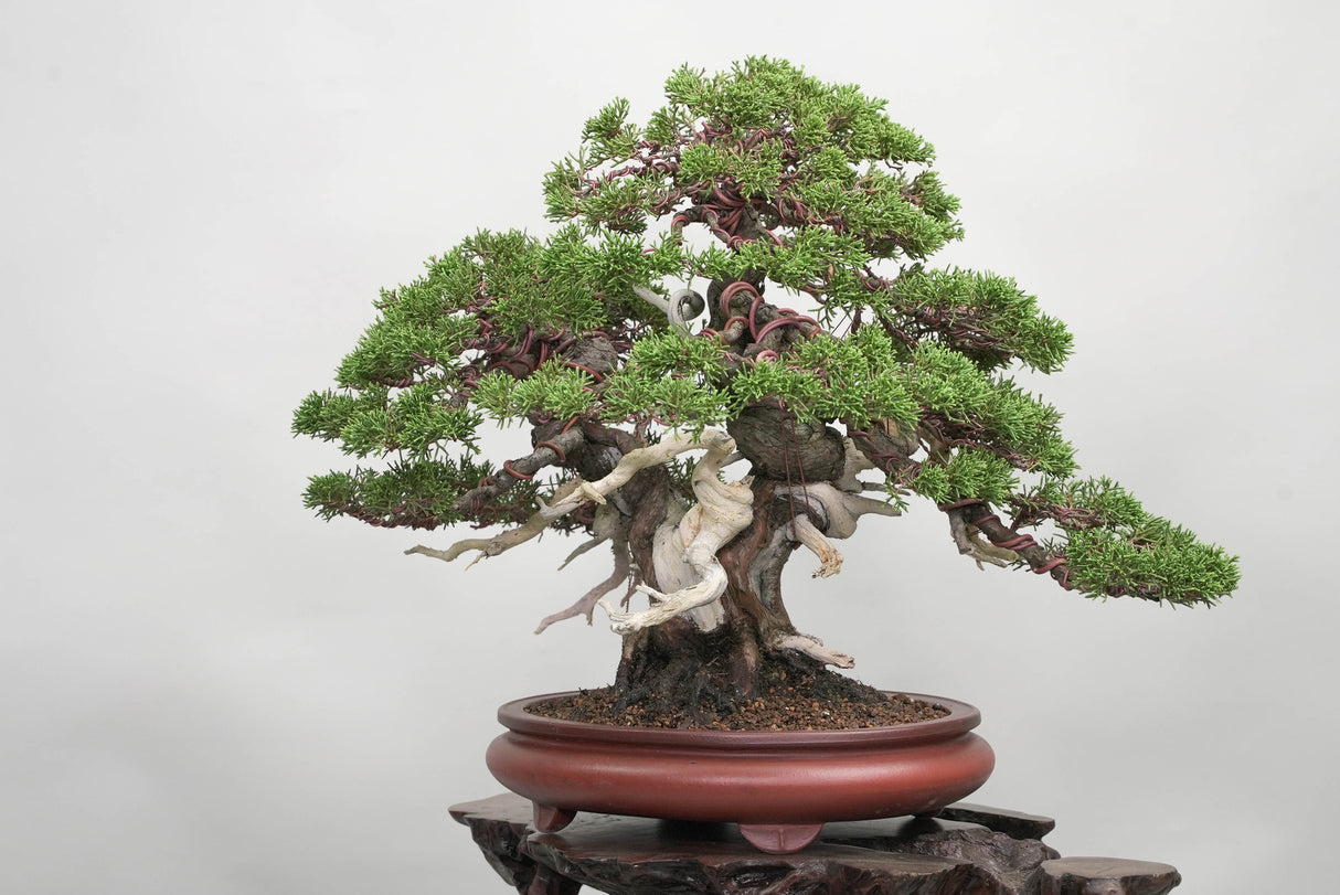 真柏 平松 No.014|小品盆栽