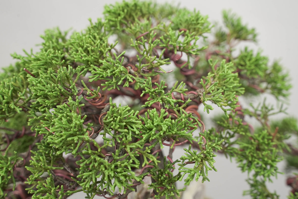 真柏 平松 No.014|小品盆栽