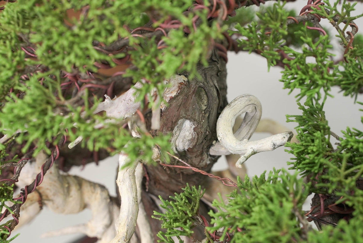 真柏 平松 No.014|小品盆栽