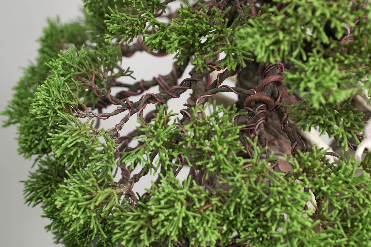 真柏 平松 No.014|小品盆栽