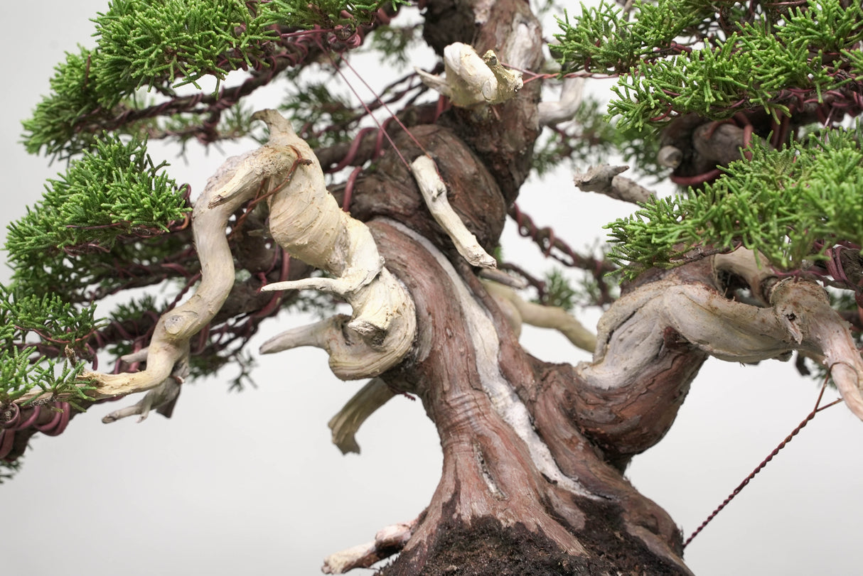 真柏 平松 No.014|小品盆栽