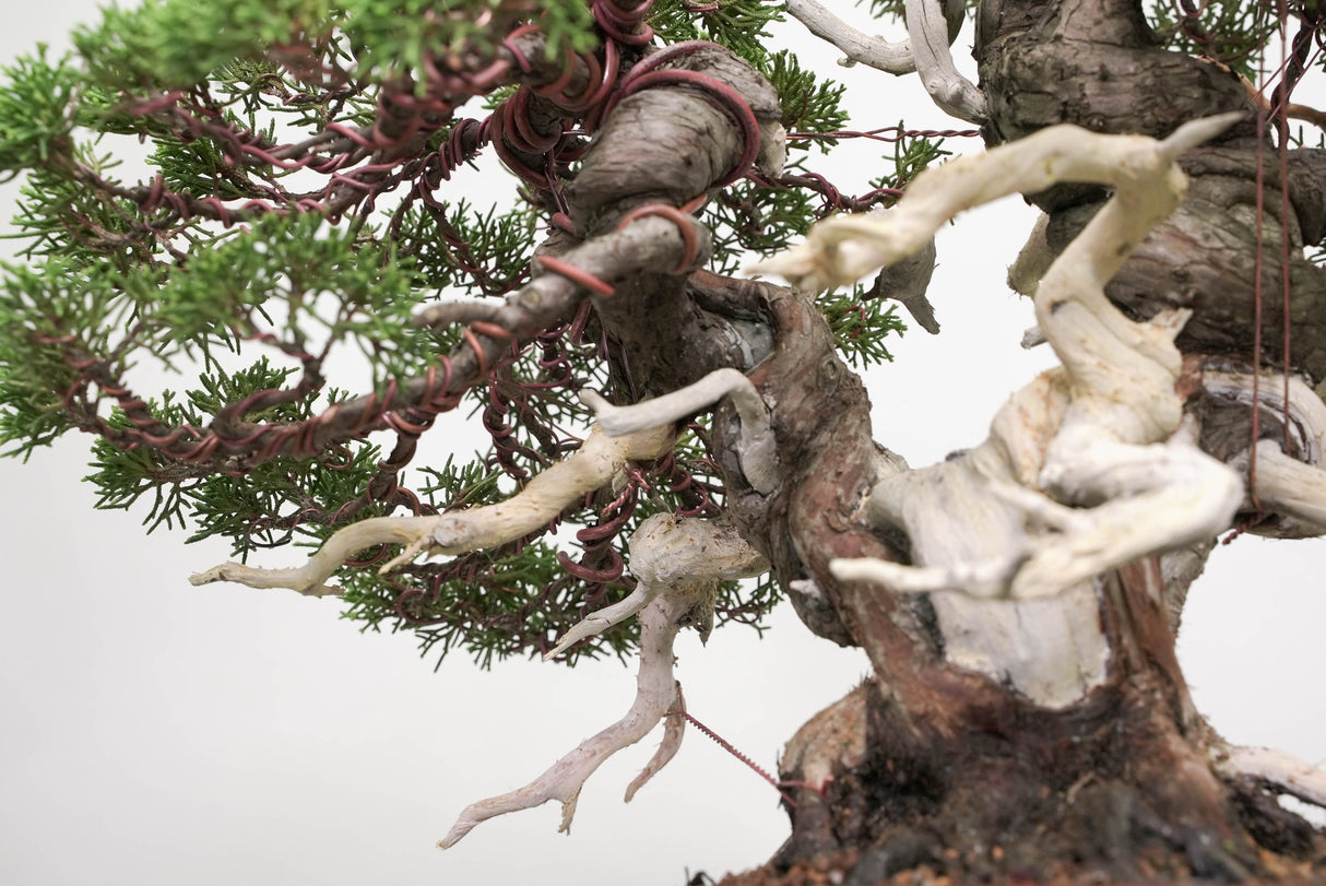 真柏 平松 No.014|小品盆栽