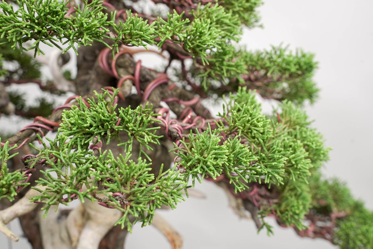 真柏 平松 No.014|小品盆栽