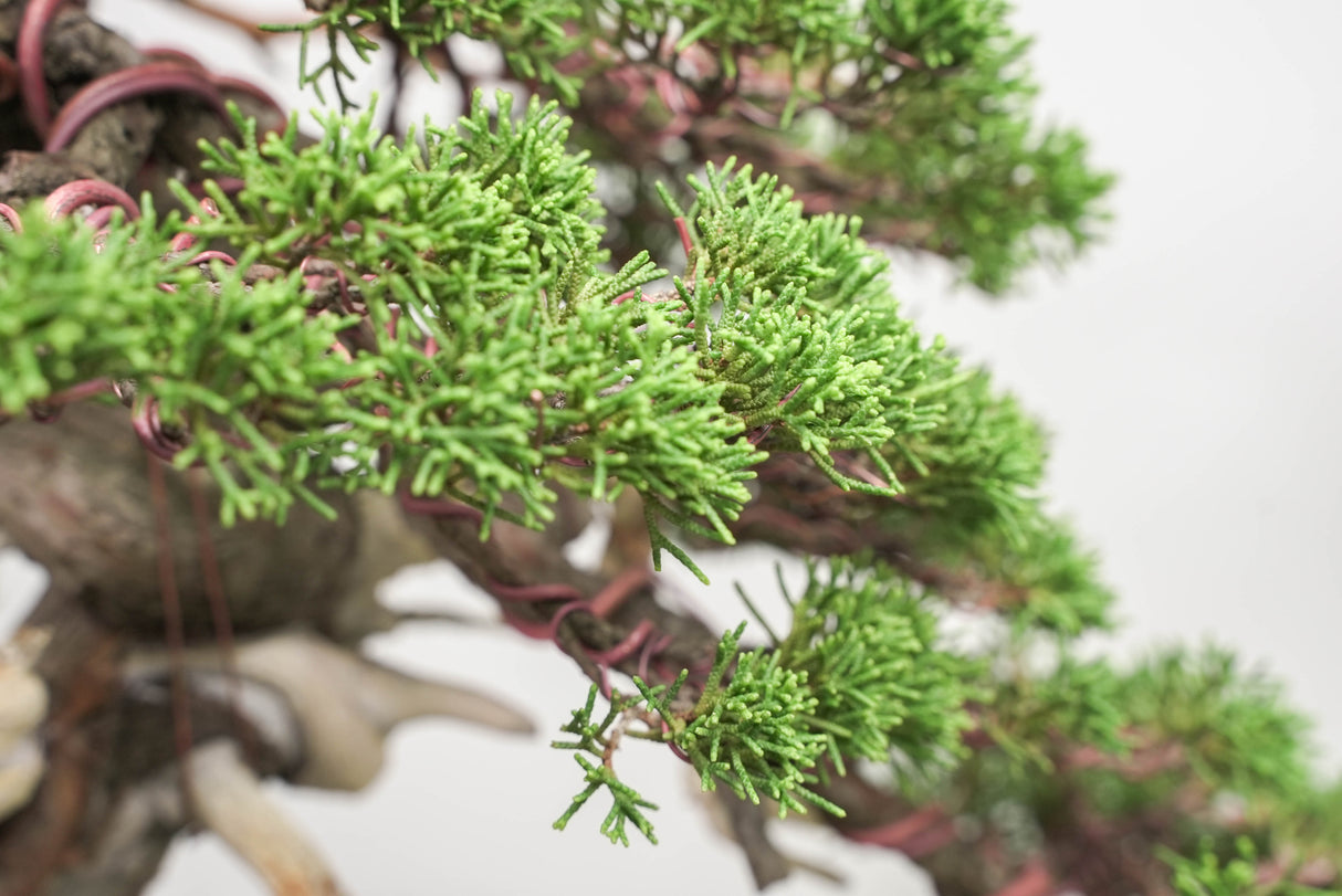 真柏 平松 No.014|小品盆栽