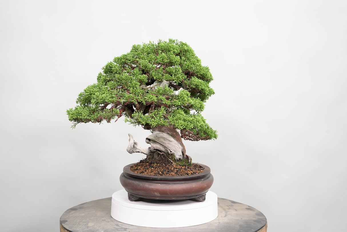 真柏 平松 No.015|小品盆栽