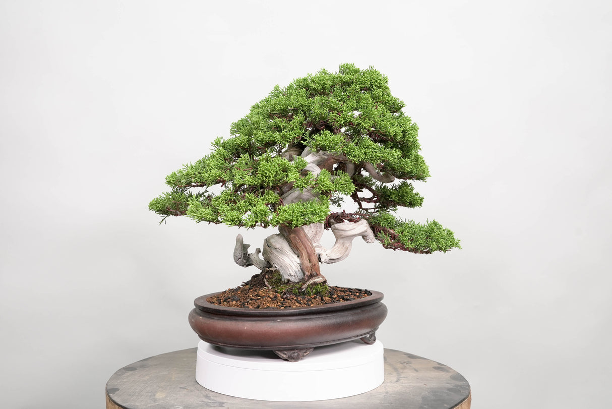 真柏 平松 No.015|小品盆栽