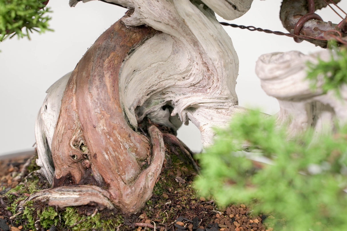 真柏 平松 No.015|小品盆栽