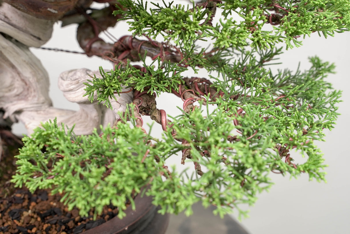 真柏 平松 No.015|小品盆栽