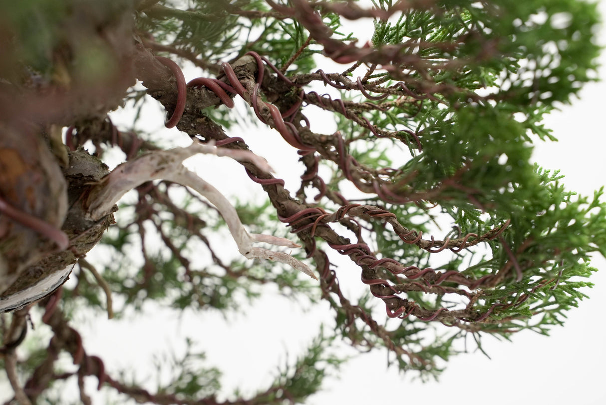 真柏 平松 No.015|小品盆栽