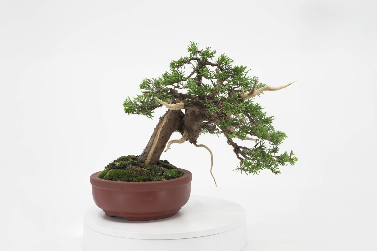 真柏 加瀬 NO.002|小品盆栽